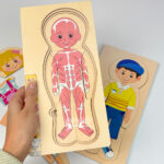 پازل چوبی طبقاتی ساختار بدن - Image 8