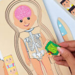 پازل چوبی طبقاتی ساختار بدن - Image 7