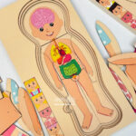 پازل چوبی طبقاتی ساختار بدن - Image 6