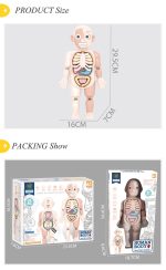 آناتومی بدن دوطرفه سایز بزرگ - Image 2
