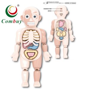 large double sided body anatomy