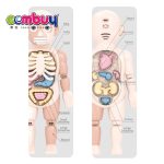 آناتومی بدن دوطرفه سایز بزرگ - Image 3