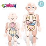 آناتومی بدن دوطرفه سایز بزرگ - Image 4