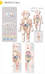 آناتومی بدن دوطرفه سایز بزرگ - Image 7