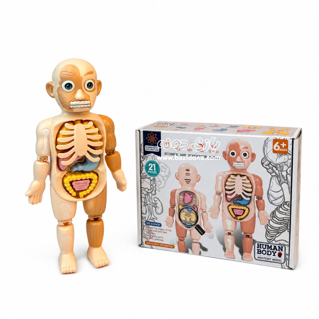 large-double-sided-body-anatomy-image-7 آناتومی بدن دوطرفه سایز بزرگ - Image 1